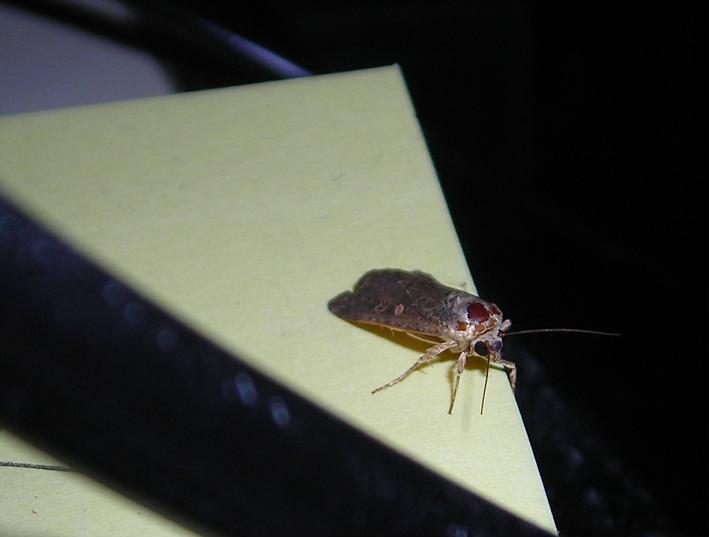 Noctuidae infestante - Spodoptera exigua